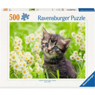 Kätzchen in der Wiese / Chaton dans la Prairie