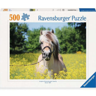 Pferd im Rapsfeld / Cheval dans un champs de colza